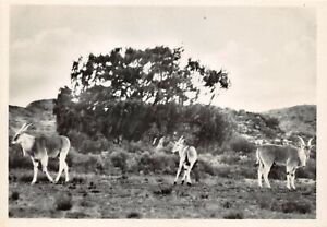 Vintage Postkarte, No.22 Eland, Tuinplaats, Umhang Provinz Südafrika 2