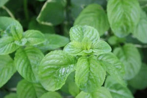 Mentha spicata. Tough reliable spearmint. Edible flowering herb in pot - Picture 1 of 1