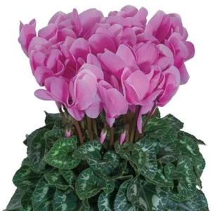 Cyclamen Seeds 15 Seeds Cyclamen Halios HD Lavender - Picture 1 of 1
