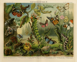 Antique Print-Different camouflage insects-Schutzeinrichtungen II-Meyers-1895