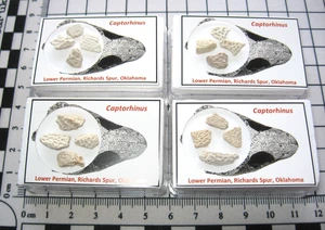 Pérmico Captorhinus 4 reptil cráneo placa fósiles Richards Spur en vitrina - Imagen 1 de 7