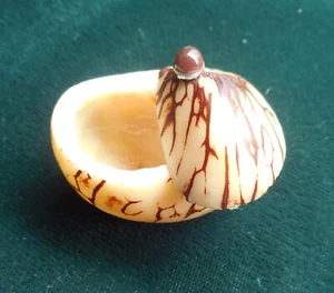 Tagua Nut Palm Ivory Ring Keepsake Pill Box Secret Stash Keepsake Trinket Case - Picture 1 of 11