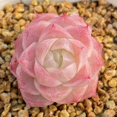 Echeveria Pandora nice succulent plant - Image 1 of 4
