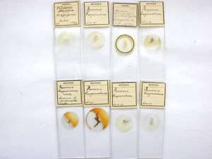8 Antique Microscope Slides. Ferns, Mosses, Fungi. - Picture 1 of 4