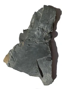 Original Elrathia Kinghi Trilobit Fossil 15 Zoll x 8,5 Zoll - Bild 1 von 2