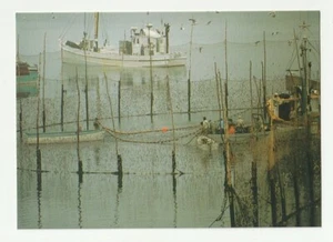 Vtg Postcard Grand Manan Seining Herring From Weir Fishing Boats Fisherman Unp - Picture 1 of 2