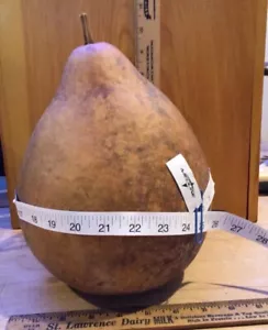 Clean Dry Gourd For Crafting 8”Diameter, 8.5”High, 25 Inch Circumference - Picture 1 of 8