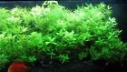 Bunch Live Aquarium Plant Hygrophila Polysperma Green - Tropical Fish Tank Fern