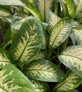 Diffembaquia, Galatea, Millionär, natürlicher tropischer Schnee. Pflanze im Kunststofftopf. - Bild 1 von 3