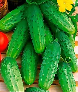 CUCUMBER GHERKIN SREMSKI, OGÓREK ŚREMSKI EARLY RICH CROPS SEEDS - Picture 1 of 10