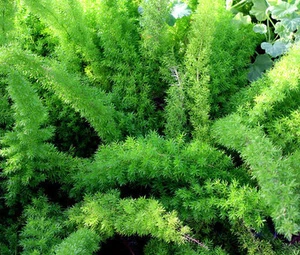 ASPARAGUS FOXTAIL FERN Asparagus Densiflorus Meyeri - 60 Bulk Seeds - Picture 1 of 1