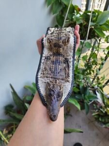 NATURAL Genuine Hornback Crocodile/Alligator Leather Skin Bifold Men Wallet,Card