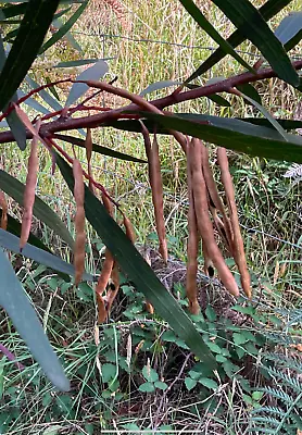 Acacia.    Obtusifolia  Seed Pack  - 20+ Seeds.     2025.     Fresh Seeds. - Image 1 of 3