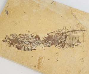 Diplomystus and Knightia Double Fossil Fish - Split Layer - Green River Fm., WY - Picture 1 of 11