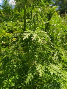 100 g Kraut Blätter Artemisia Annua Einjähriger Beifuß Qing Hao - Bild 1 von 2