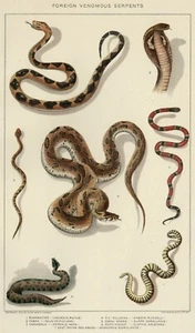 Serpiente cromolitógrafa piedra historia natural verdadera (fechada) VENOMOUS SNAKES 1902 - Imagen 1 de 3