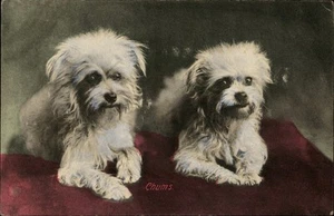 Chums Vintage Dogs Postcard Santa Maria CA 1908 - Picture 1 of 2