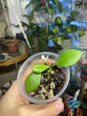 *ROOTED* HOYA HEUSCHKELIANA  - Image 1 of 3