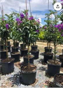 Princess Granulosa Purple Glory Tree~Tibouchina Urvilleana-SMALL ROOTED PLANT - Picture 1 of 6