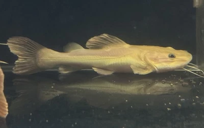 LIVE TROPICAL Fish-Phantom Redtail Catfish (Phractocephalus Hemioliopter)5 Inch - Image 1 of 2