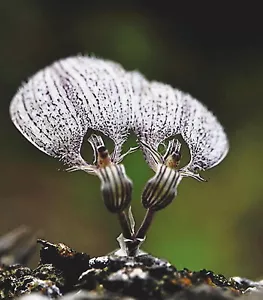 Bulbophyllum Polliculosum orchidee minature misura fioritura pianta + PHYTO CITES - Foto 1 di 2
