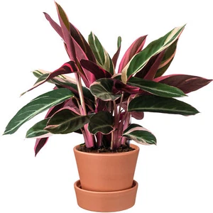 Popular Calathea Triostar Premium Indoor Plant Gift for Sale (40-50cm Incl. Pot) - Picture 1 of 5