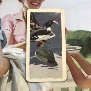 RED-BREASTED MERGANSER DUCK 1953 RED ROSE TEA No. 21 ANIMALS OF NORTH AMERICA #J