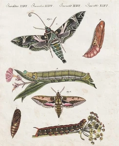 Schwärmer Falter Nachtfalter Schmetterling butterflies Kupferstich Bertuch 1802 - Bild 1 von 1