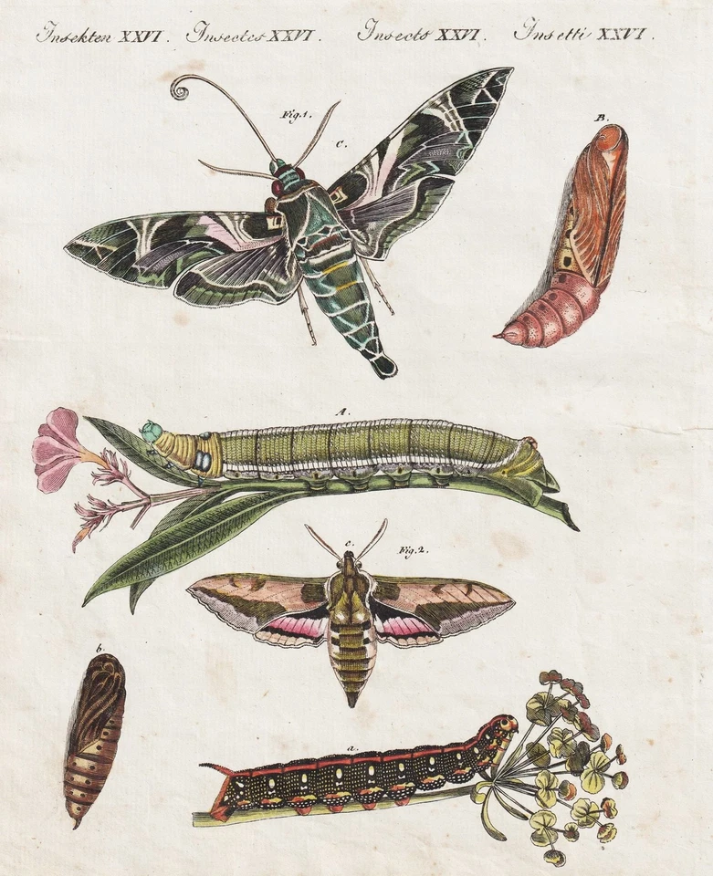Schwärmer Falter Nachtfalter Schmetterling butterflies Kupferstich Bertuch 1802 - Bild 1 von 1