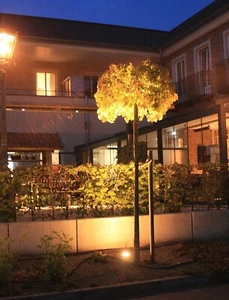 Kugelahorn Acer platanoides 'Globosum' Stammhöhe 180 cm, im 25 Liter-Container - Bild 1 von 7