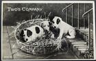 "Two's Company" Puppy Dogs in Basket, Comic Real Photo APP Postcard 30s