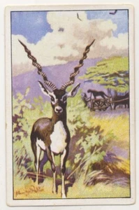 JAGD MIT DEM GEPARDEN VOM WAGEN CHEETAH GUÉPARD JAGD FANG IMAGE CARD 1930's - Picture 1 of 2
