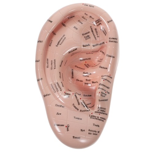 Ear Mold Acupuncture Models Human Reflexology Body Jewelry Kits