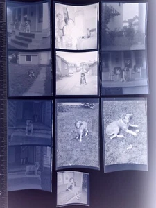 Vintage Photo Negative Lot People Children with Dogs Puppy Animals Pets Collie - Picture 1 of 9
