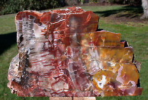 SiS: FLAMING COLOR 7# ARIZONA Petrified Wood Display Mantel Piece Rock Sculpture