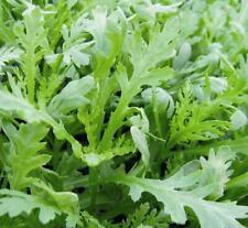 Vegetable - Chopsuey Greens - Chrysanthemum coronarium - 5000 Seeds - Large