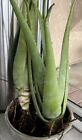 1 Big Aloe Vera Plant Edible Ayurvedic Medicinal About 3lbs+ and 2fts+ Tall