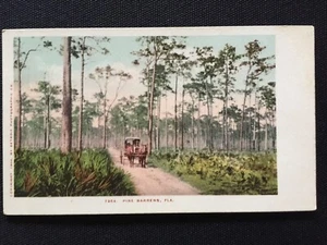 1904 Pine Barrens Florida seltene antike Postkarte Pferd und Kutsche unbespielt - Bild 1 von 2
