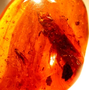 GIANT Extinct Mastotermes Termite with Square Head Ant in Dominican Amber Fossil - Picture 1 of 18