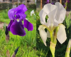 N°1 Rizoma Iris Germanica Barbata Rizomi Caggioli Viola e Bianchi - Foto 1 di 6