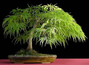 Lace Leaf Japanese Maple, Acer palmatum dissectum Tree Seeds (Showy Fall Color) - Picture 1 of 10