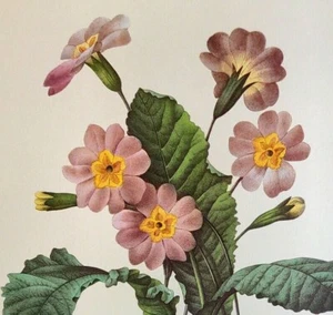P. J. Redoute Schöne Blumen GRANDIFLORE Botanischer Kunstdruck Exlibris 112 - Bild 1 von 2