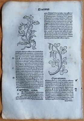 Hoja post incunable Hortus Sanitatis xilografía Primula Primrose - 1511 Foto 1 de 2