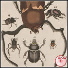 INSECTES Rare Collection Livres Anciens - Papillons - Insectes - Grandes ASSIETTES - 3 DVD