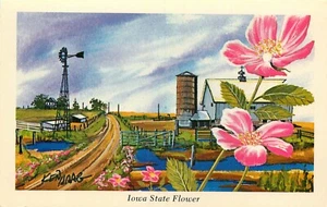 Postkarte Staatsblume Iowa Wildrose Ken Haag unbesendet Künstler signiert - Bild 1 von 2