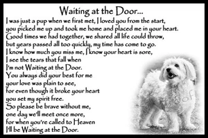 Bichon Frise Pet Dog Memorial Rainbow Bridge sympathy Gift fridge magnet - Picture 1 of 5