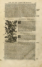 Antique Print-Botany-Blackberry-Helxine-Mattioli-p. 549-Anonymous-1572