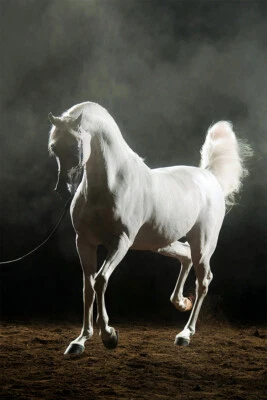 Caballo Blanco Árabe Semental Estampado Ecuestre Arte de Pared Decoración del Hogar - PÓSTER 20x30 Foto 1 de 3