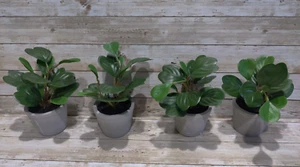 4 Pack 7" Mini Faux Hoya Heart Potted Plant from Hearth and Hand with Magnolia - Picture 1 of 14