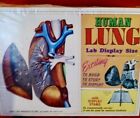 1970 New  Pyro Human Lung Lab Display Size Model with Stand 